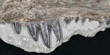Xiphactinus Jaw Section - Terror of The Cretaceous Seas! #31435-1